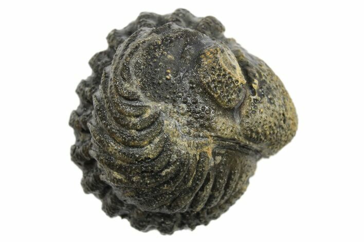 Wide Enrolled Morocops Trilobite - Morocco #296607